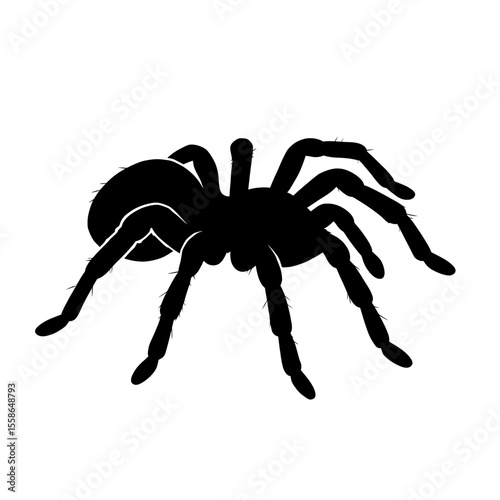 Silhouette of a Green Bottle Blue Tarantula with Spiky Legs Against White Background