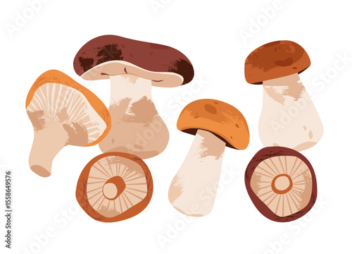 Autumn mushrooms. Rustic and organic mushroom harvest. Seasonal food, sustainability, and forest life concepts. Flat vector illustration.