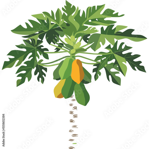 Illustration of a papaya tree with ripe fruits and green leaves vector design