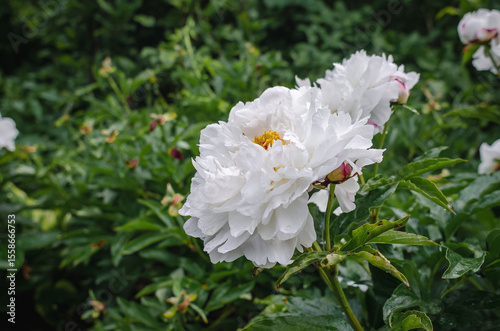 Lush white peonies in raindrops among green leaves against faded flowers. Seasonality of nature. Concept of wilting in nature.