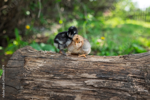 Small chickens sit on log in village on sunny summer day