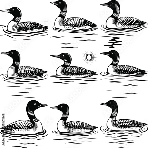 Black and white linocut style illustrations of common loons duck on water and Swan Reflection Water 