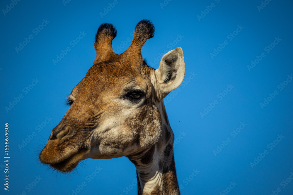 Fototapeta premium A portrait of a giraffe 
