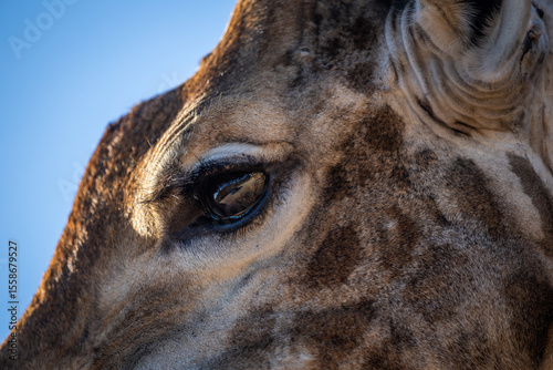 Photography A close up image of a giraffe focusing on the eye