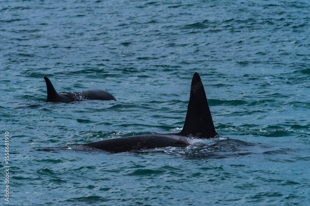 Fototapeta premium Killer Whale, Orca, hunting a sea lions , Peninsula Valdes, Patagonia Argentina