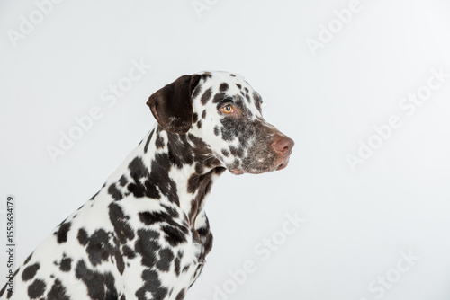 Adorable Dalmatian dog on white background. Lovely pet. copy space.brown and white slim and muscular spotted Dalmatian, dogwalking concept