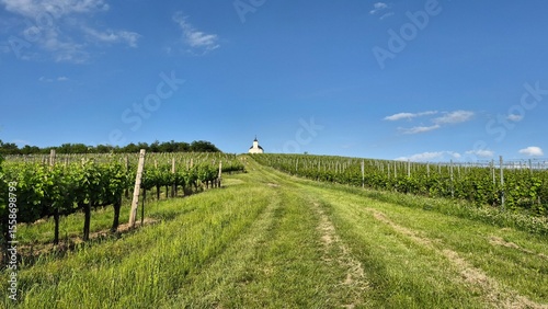 фотографія St Teresa Chapel   in Tokaj,  Hungary  lush vineyard landscape under clear blue