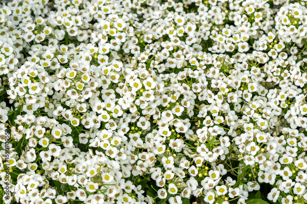Fototapeta premium Alyssum 'Giga White' (Lobularia maritima) a summer flowering plant with a white summertime flower commonly known as Alyssum maritimum, Sweet Alison and Sweet Alyssum, gardening