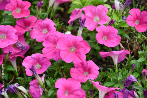 ペチュニア「ディーバ ローズインプ」　Petunia × hybrida ‘Diva Rose Imp’