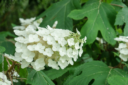 緑の葉に映える柏葉紫陽花の白い花序のクローズアップ photo