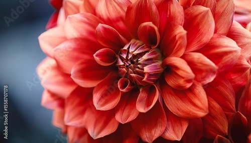 vibrant red dahlia blooms captivating close up macro shot of lush flowers
