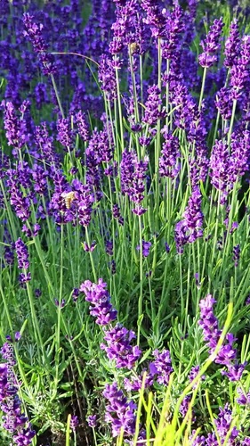 Breathtaking view of lavender fields with buzzing bees in a sunny daytime setting