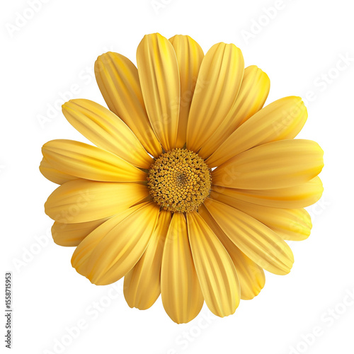 A vibrant yellow daisy flower isolated on black background showing its detailed petals and center