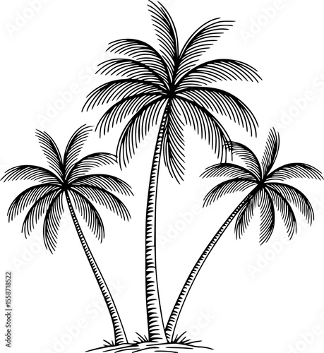 tropical palm trees with leaves line art silhouette vector illustration
