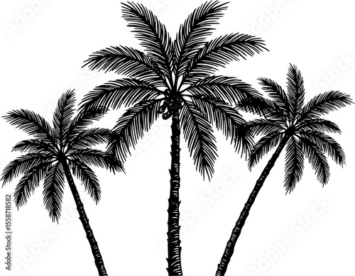 tropical palm trees with leaves line art silhouette vector illustration
