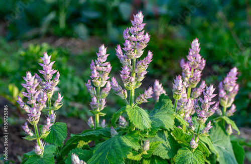 Field of blooming clary sage under natural sunlight