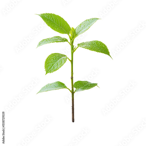 Young plant sprout with green leaves growing tall against a black background