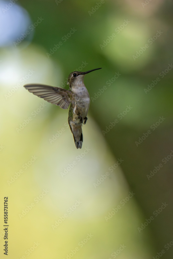 Fototapeta premium A hummingbird hovers in mid-air, displaying iridescent green feathers against a soft, blurred background. The scene captures the delicate balance and speed of the tiny bird in its natural habitat.
