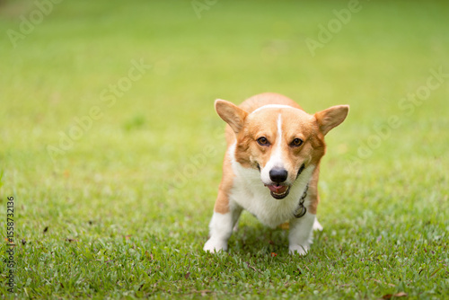 Corgi Dog Approaching Camera. Friendly corgi walking towards the viewer in a park.