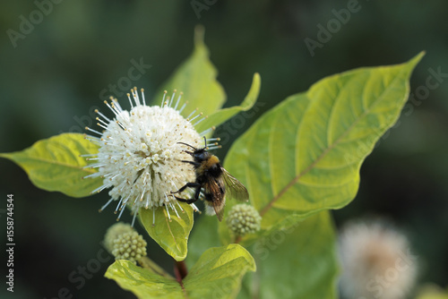  Cephalanthus occidentalis, buttonbush