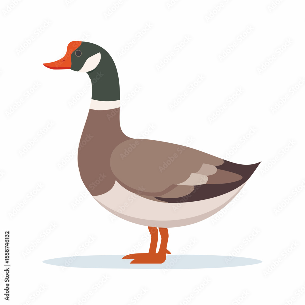 Obraz premium duck on white background
