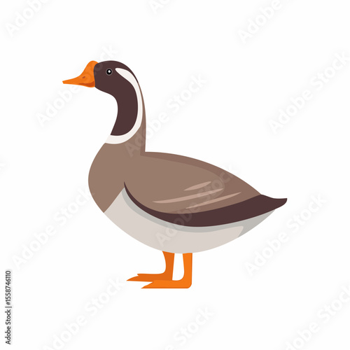 duck isolated on white background