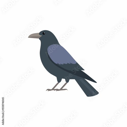 crow on a white background