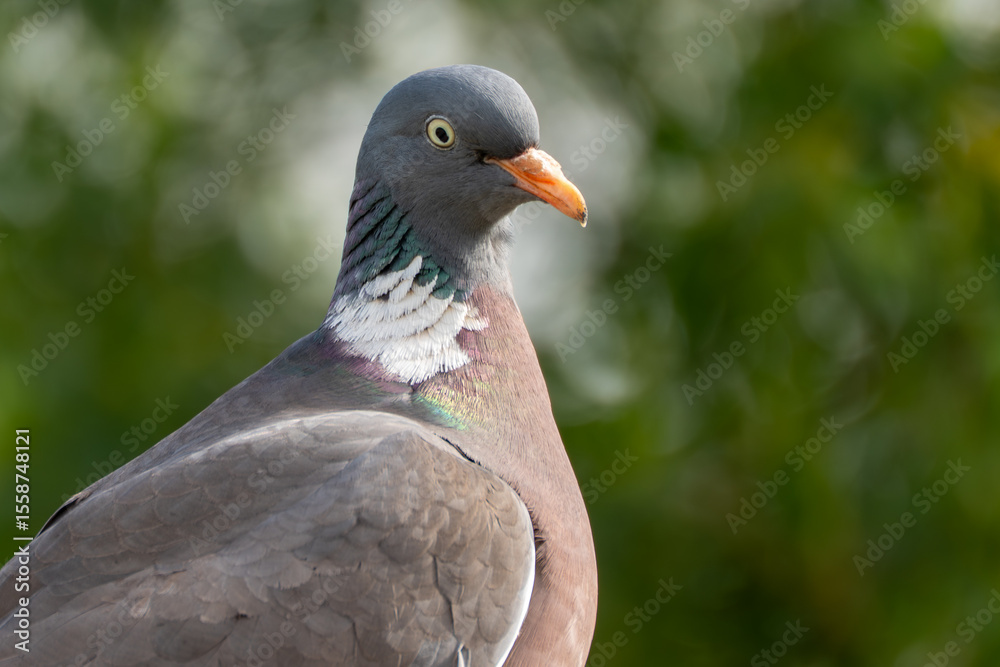 Obraz premium Close-up of wood pigeon head and neck. An extreme close-up of a wood pigeon shows its colorful neck feathers and sharp eye. The blurred background contrasts with the detailed plumage.
