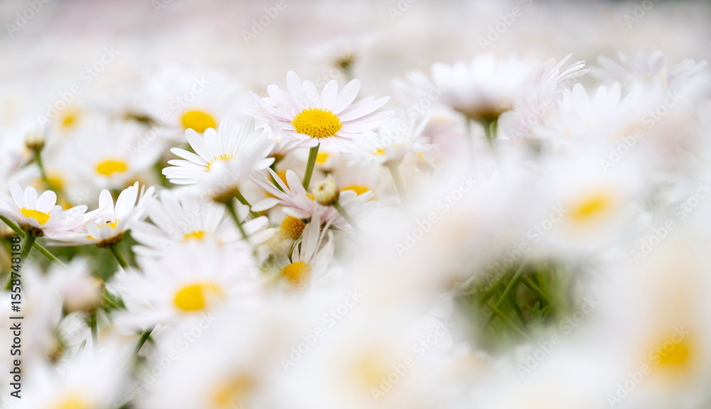Obraz premium White chamomile flowers. Floral background. Nature. 