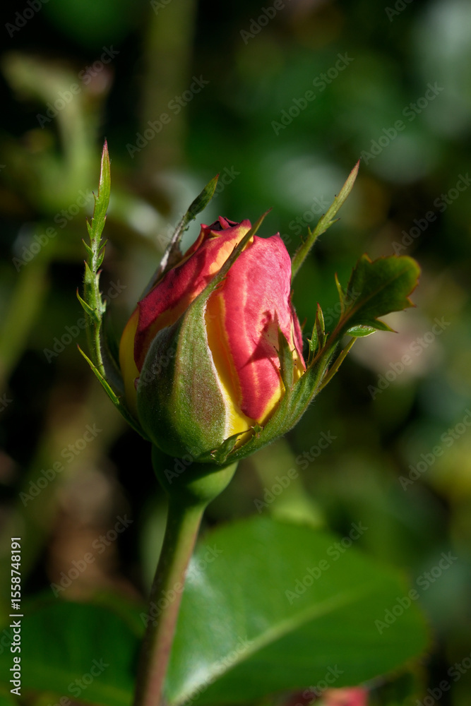 Beautiful roses in the garden on a sunny day. Selective focus. Beautiful roses in the garden on a sunny day. Selective focus.