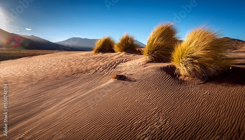 wild grass growing in atacama desert photo