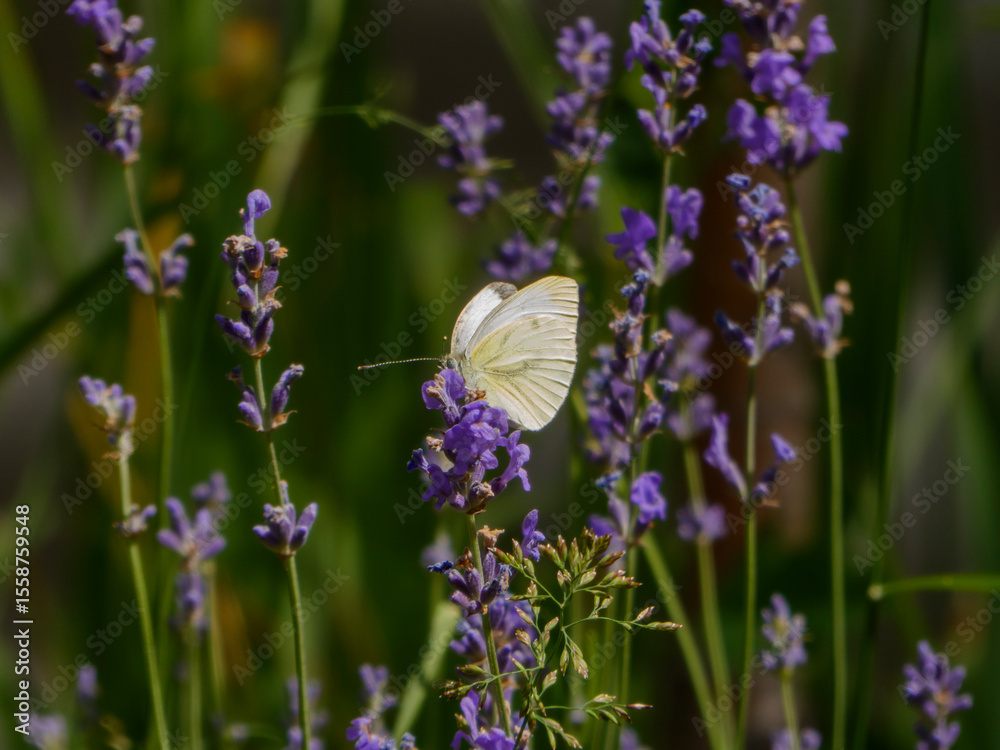 Naklejka premium White Cabbage Butterfly Perched on Fragrant Lavender Flowers