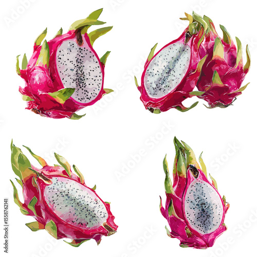 Hand-painted watercolor illustration of fresh dragon fruit with vibrant pink skin and white pulp, ideal for botanical art, food labels, and tropical-themed designs.

