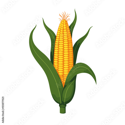 Corn cob illustration with green husk on white background, agricultural icon
