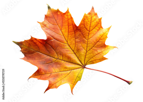 Wallpaper Mural  autumn leaf  isolated on white background PNG , AI GENERATED Torontodigital.ca