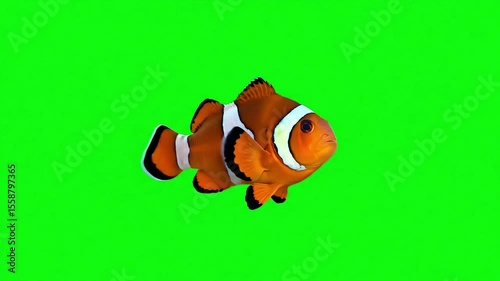 Single Clownfish Isolated on Green Background