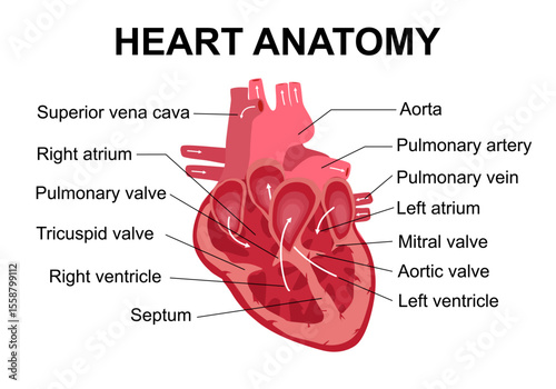 Human heart anatomy. Cross sectional diagram of the heart with main parts, aorta and vein. Anatomical structure of valves and ventricles. Flat vector illustration