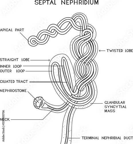 Coloring page with scheme of septal nephridium of Pheretima earthworm for biology lesson