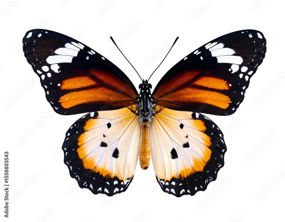 Fototapeta premium A stunning plain tiger butterfly showcases its vibrant orange and black patterned wings with elegance.