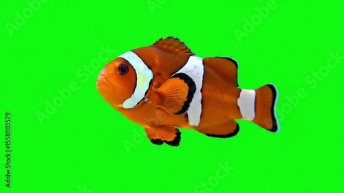 Colorful Clownfish Swimming on Green Screen