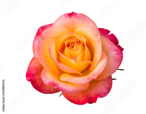 A vibrant rose bloom reveals its exquisite petals gracefully transitioning from warm yellow to rich fuchsia.