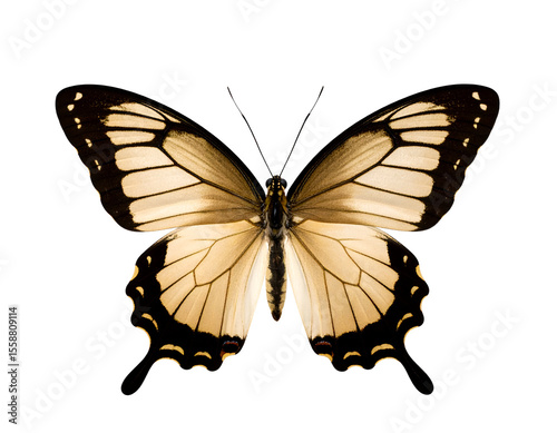 An exquisite butterfly with outstretched wings reveals its delicate golden and black markings.