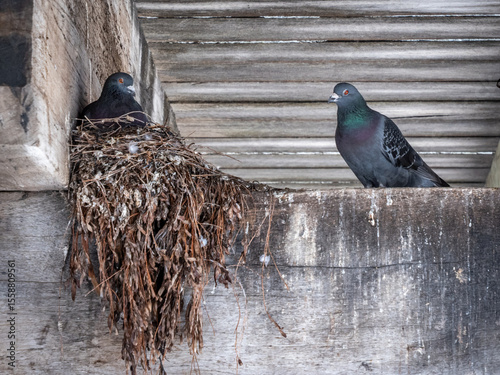 Pigeons in nest on wooden beam.