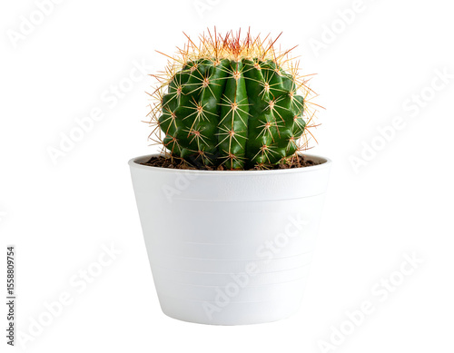 A healthy green cactus with prominent golden spines thrives in a clean white planter, a symbol of resilience.