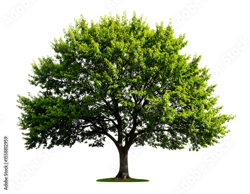 A magnificent deciduous tree stands tall with a lush, vibrant green canopy and sturdy trunk.