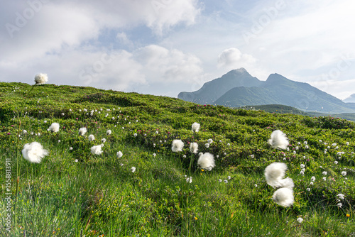 Wollgras wächst auf Hochmoor in den Alpen, Bergpanorama im Hintergrund