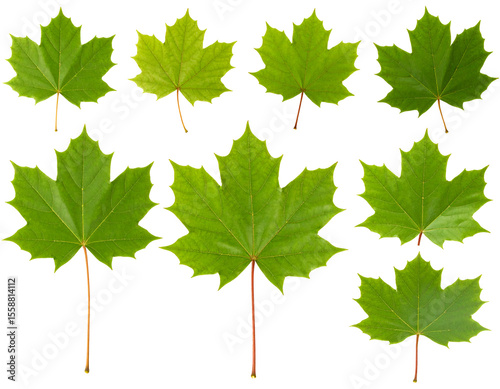 A collection of fresh green maple leaves showcases the vibrant beauty of nature's foliage.