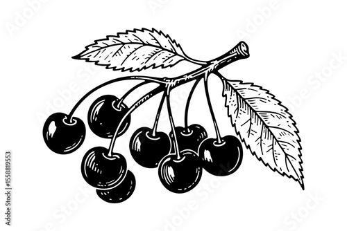 Cherry vector engraving style illustration