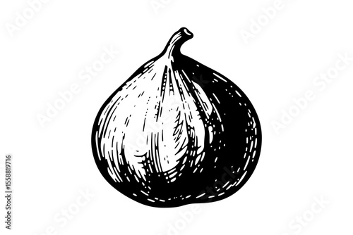 Fig Fruits vector engraving style illustration