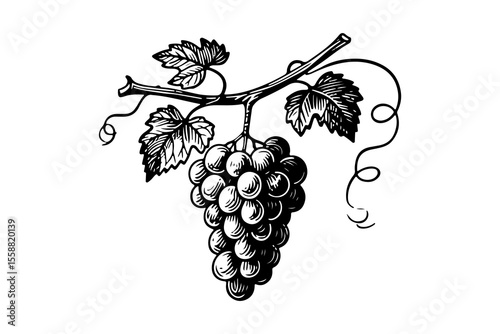 Grapes fruits vector engraving style illustration